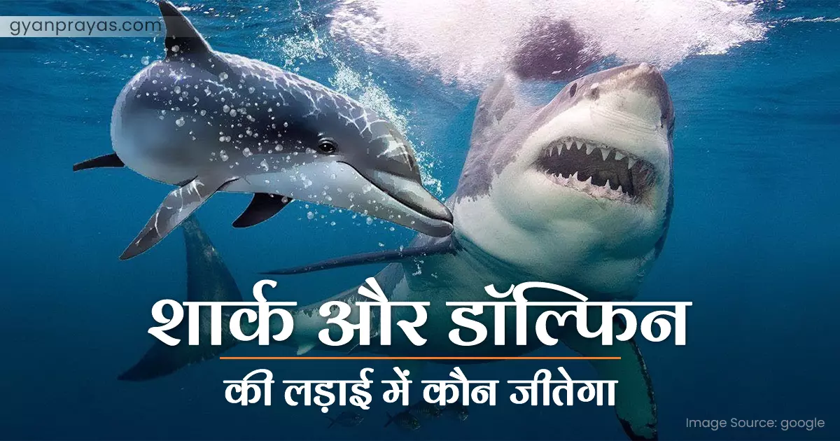 Dolphin vs Shark Who Would Win in Hindi